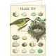 Gift Card Voucher - Thank You Bird & Eggs